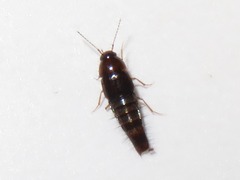 Habrocerus capillaricornis