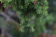 Juniperus drupacea