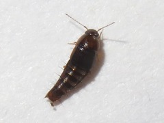 Habrocerus capillaricornis