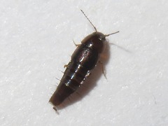 Habrocerus capillaricornis