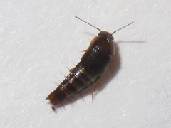 Habrocerus capillaricornis