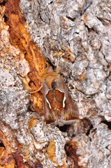 Macdunnoughia confusa