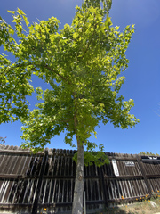 Liquidambar orientalis