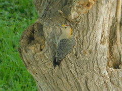 Melanerpes aurifrons