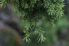 Juniperus drupacea