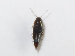 Habrocerus capillaricornis