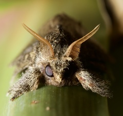 Lepidoptera
