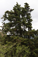 Juniperus drupacea