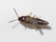 Oxypoda acuminata