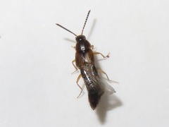 Oxypoda acuminata