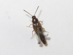Oxypoda acuminata