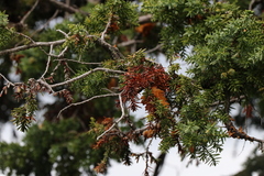 Juniperus drupacea