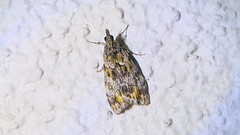 Eudonia minualis