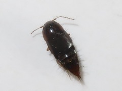 Habrocerus capillaricornis