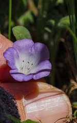Phacelia curvipes