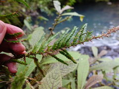 Libocedrus plumosa