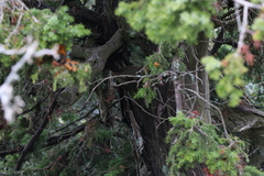 Juniperus drupacea