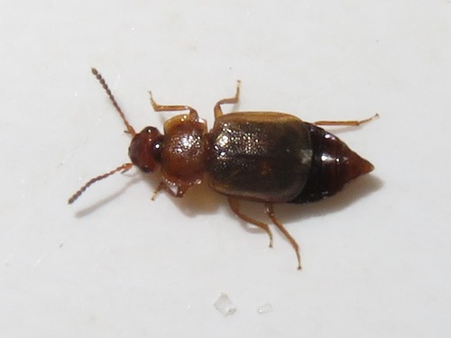 Anthobium unicolor, Leidschendam, Nederland, photo 6 of 10