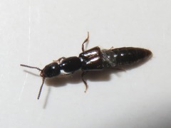 Gyrohypnus fracticornis