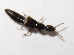 Gyrohypnus fracticornis