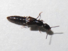 Gyrohypnus fracticornis