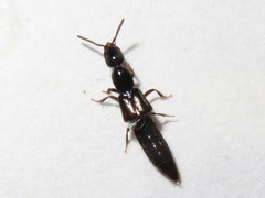 Gyrohypnus fracticornis