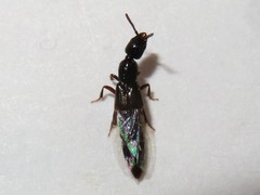 Gyrohypnus fracticornis