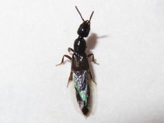 Gyrohypnus fracticornis