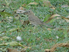 Haemorhous mexicanus