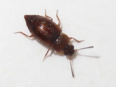 Anthobium unicolor