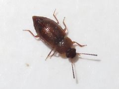 Anthobium unicolor