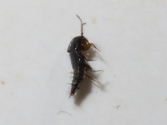 Habrocerus capillaricornis