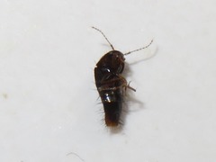 Habrocerus capillaricornis