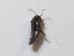 Habrocerus capillaricornis