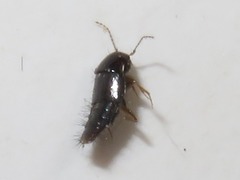 Habrocerus capillaricornis