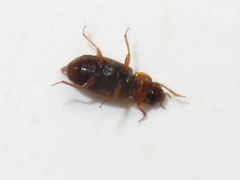Anthobium atrocephalum