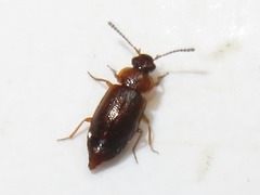 Anthobium atrocephalum