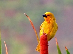 Ploceus subaureus subaureus