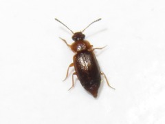 Anthobium atrocephalum