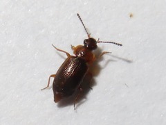 Anthobium atrocephalum