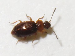 Anthobium atrocephalum