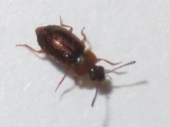 Anthobium atrocephalum