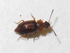 Anthobium atrocephalum