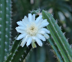 Praecereus euchlorus