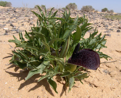 Eminium spiculatum