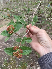 Viburnum carlesii