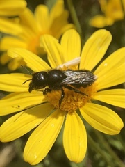 Osmia montana quadriceps