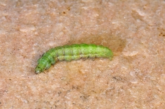 Macdunnoughia confusa