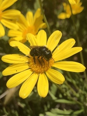 Osmia montana quadriceps