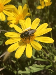 Osmia montana quadriceps